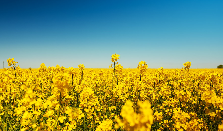 ukraina-49888899-rapeseed-field-in-the-early-summer-time.jpg