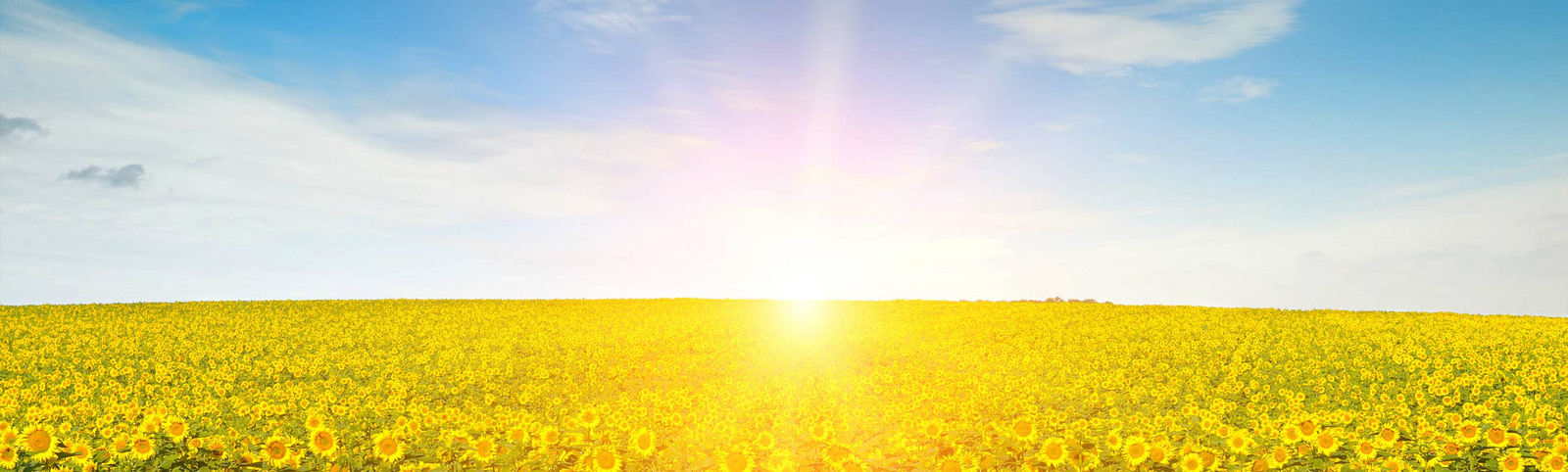 ukraina-56264222-sunrise-over-sunflower-field-2200px.jpg