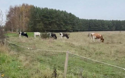 Kor på grönbete